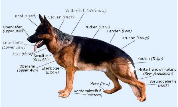 German shop shepherd neck